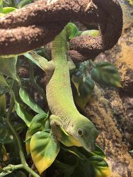 Giant Day Gecko for sale