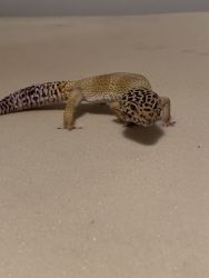 Gecko and Habitat