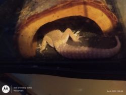 Lizzy the Gecko