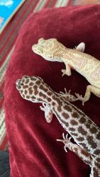 2 geckos ( leopard)