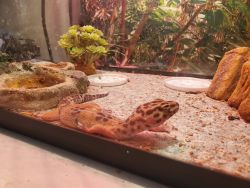 Leopard Gecko For Sale