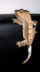 Crested Gecko With Full Setup