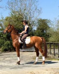 Fantastic Dressage horse/Top Level Riding Club/Eventer