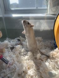 FREE -2 male gerbils (1 yr old) + cage and supplies