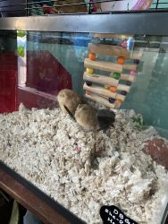 Baby Gerbils Ready for Forever Home