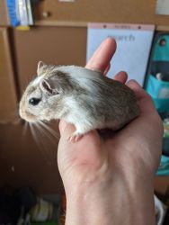 Two Female Gerbils for Sale