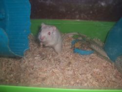 Gerbil white with Pink eyes Very Pretty