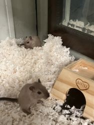 2 gerbils 6 months old and accessories