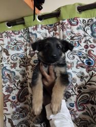 GSD semi adult female for sale top combination