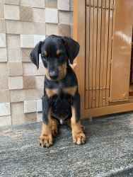 2 months old Doberman puppy for sale