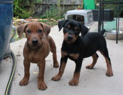 German Pinscher Puppies For Sale $500