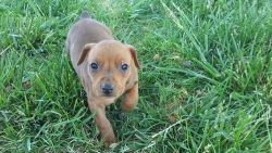 Pure bred GERMAN PINSCHER Pups available