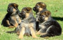 German shepherd puppies for ghome adoption