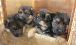 KCI Registered German shephard puppies for sale