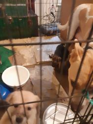 German shephard/pitbull shephard pups