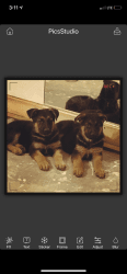 Rehoming 2 German Shepherd pups