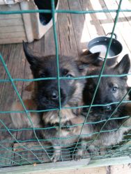 German Shephard Pups For Sale