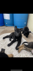 2 month old German Shepard Puppies