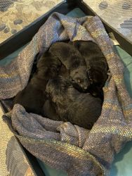 5 week old German shepherd puppies