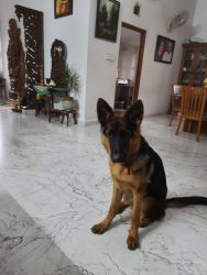 10 months old puppu for sale