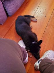 AKC registered German Shepherd puppy
