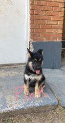 German Shepard Husky pups for sale