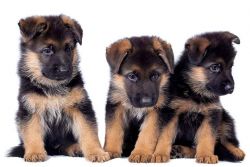 German Shepard Puppies, Double code and less than 30 days old for sale