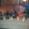 AKC German Shepherd Puppies ready for pick-up
