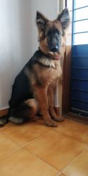 German Shepherd for sell 6 months old
