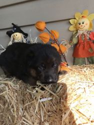 German Shepherd male puppy looking for forever home