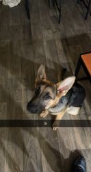 Mia is a four month old German shepherd puppy I need to rehome ASAP