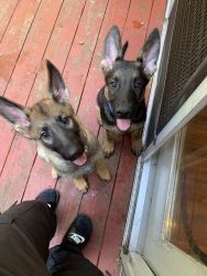 German Shepard puppies for sale!