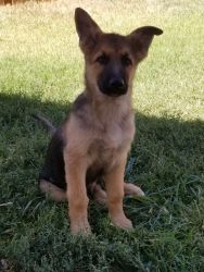 $400 german shepherd puppy