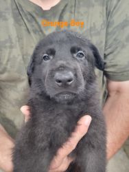 AKC Black German Shepherd Puppies