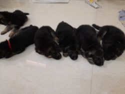 8 puppies of GSD for sale