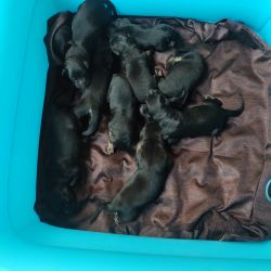 i am having 4 male and 6 females