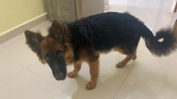 6months old German Shepherd, Fully vaccinated