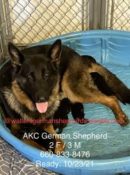 AKC German Shepherds