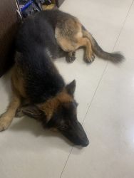 Want to give my German shepherd for adoption
