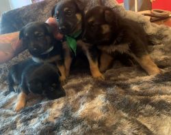 German Shepard Puppies Need a New Home