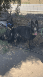 Working dogs from Czech