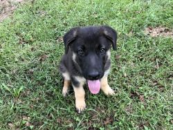 Pure Bred German Shepherd Puppies for Sale