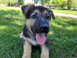 2 Adorable AKC Registered German Shepherd Puppies** Availavle Now**