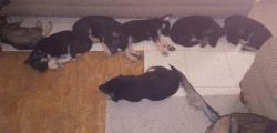 PUPPIES For SALE