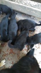 German Sheppard Puppies for Sale