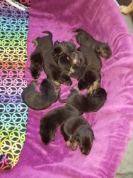 GSD puppies 10 7 girls 3 males