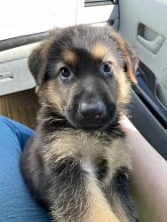 German Shepard puppy for sale