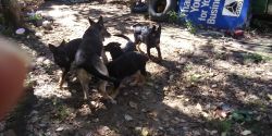 Pure breed German shepard puppies 3 months old, only 4 left