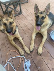 Two 1 year old Germans shepherds for sale they come as a pair