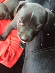 Adorable puppy looking for a great family